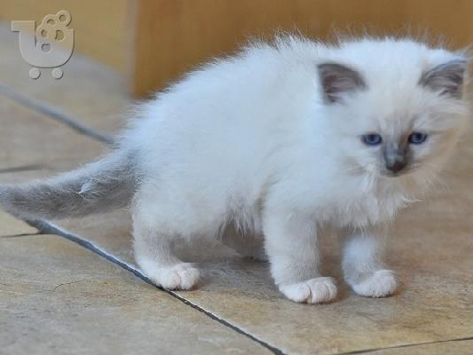 birman x ragdoll